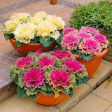 Flowering Ornamental Cabbage seeds , Plant flowering kale in bonsai or pot , Garden decoration flower seeds 100 pcs/bag