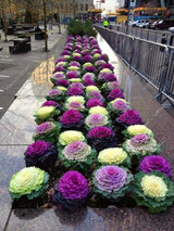 Flowering Ornamental Cabbage seeds , Plant flowering kale in bonsai or pot , Garden decoration flower seeds 100 pcs/bag