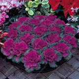 Flowering Ornamental Cabbage seeds , Plant flowering kale in bonsai or pot , Garden decoration flower seeds 100 pcs/bag