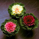 Flowering Ornamental Cabbage seeds , Plant flowering kale in bonsai or pot , Garden decoration flower seeds 100 pcs/bag