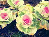 Flowering Ornamental Cabbage seeds , Plant flowering kale in bonsai or pot , Garden decoration flower seeds 100 pcs/bag