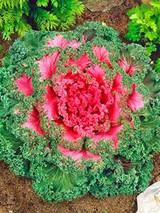 Flowering Ornamental Cabbage seeds , Plant flowering kale in bonsai or pot , Garden decoration flower seeds 100 pcs/bag