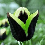 tulip petals tulip seeds potted indoor and outdoor potted plants purify the air 2 seeds