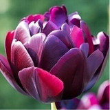 tulip petals tulip seeds potted indoor and outdoor potted plants purify the air 2 seeds