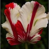 tulip petals tulip seeds potted indoor and outdoor potted plants purify the air 2 seeds