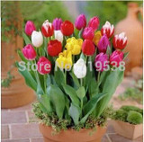 tulip petals tulip seeds potted indoor and outdoor potted plants purify the air 2 seeds