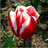 tulip petals tulip seeds potted indoor and outdoor potted plants purify the air 2 seeds