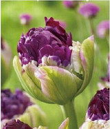tulip petals tulip seeds potted indoor and outdoor potted plants purify the air 2 seeds