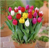 tulip petals tulip seeds potted indoor and outdoor potted plants purify the air 2 seeds