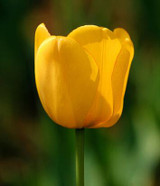 tulip petals tulip seeds potted indoor and outdoor potted plants purify the air 2 seeds