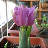 tulip petals tulip seeds potted indoor and outdoor potted plants purify the air 2 seeds