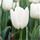 tulip petals tulip seeds potted indoor and outdoor potted plants purify the air 2 seeds