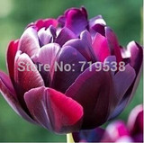 tulip petals tulip seeds potted indoor and outdoor potted plants purify the air 2 seeds