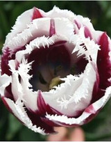 tulip petals tulip seeds potted indoor and outdoor potted plants purify the air 2 seeds