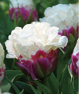 tulip petals tulip seeds potted indoor and outdoor potted plants purify the air 2 seeds