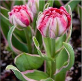 tulip petals tulip seeds potted indoor and outdoor potted plants purify the air 2 seeds