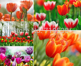tulip petals tulip seeds potted indoor and outdoor potted plants purify the air 2 seeds