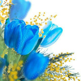 Tulip Seeds,tulipa Gesneriana,potted Plants, Planting Seasons, Flowering Plants,100 Pcs / Pack