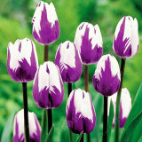 Tulip Seeds,tulipa Gesneriana,potted Plants, Planting Seasons, Flowering Plants,100 Pcs / Pack