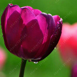 Tulip Seeds,tulipa Gesneriana,potted Plants, Planting Seasons, Flowering Plants,100 Pcs / Pack