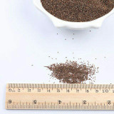Tulip Seeds,tulipa Gesneriana,potted Plants, Planting Seasons, Flowering Plants,100 Pcs / Pack