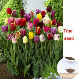 Tulip Seeds,tulipa Gesneriana,potted Plants, Planting Seasons, Flowering Plants,100 Pcs / Pack