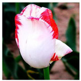 Tulip bonsai, not tulip bulbs, hydroponic bonsai flower tulip seeds - 3 seeds