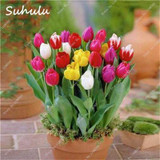 True tulip bulbs(not tulip seeds) 5 bulbs bonsai flower ice cream as beautiful tulips Rizomas Bulbos Aroma Romantic garden plant