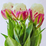 True tulip bulbs (not tulip seeds) bonsai flower bulbs ice cream as beautiful tulips Rizomas Bulbos Aroma potted plant - 2 bulbs