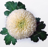 True Color Mixing Dahlia Bulb Flower(Not Dahlia Seeds),Bonsai Flower Bulbs,Symbolizes Courage And Lucky,Home Garden Plant-2 Bulb