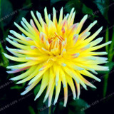 True Color Mixing Dahlia Bulb Flower(Not Dahlia Seeds),Bonsai Flower Bulbs,Symbolizes Courage And Lucky,Home Garden Plant-2 Bulb