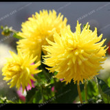 True Color Mixing Dahlia Bulb Flower(Not Dahlia Seeds),Bonsai Flower Bulbs,Symbolizes Courage And Lucky,Home Garden Plant-2 Bulb