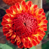 True Color Mixing Dahlia Bulb Flower(Not Dahlia Seeds),Bonsai Flower Bulbs,Symbolizes Courage And Lucky,Home Garden Plant-2 Bulb