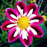 True Color Mixing Dahlia Bulb Flower(Not Dahlia Seeds),Bonsai Flower Bulbs,Symbolizes Courage And Lucky,Home Garden Plant-2 Bulb