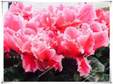True Cyclamen Seeds 7color selection Rare indoor bonsai flower seeds Potted Balcony Plant seeds for home garden 10pcs/bag