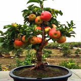 Trial product Bonsai Apple Tree Seeds 30 Pcs apple seeds (used wet sand sprouting )fruit bonsai garden in flower pots planters