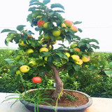 Trial product Bonsai Apple Tree Seeds 30 Pcs apple seeds (used wet sand sprouting )fruit bonsai garden in flower pots planters