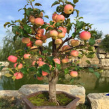 Trial product Bonsai Apple Tree Seeds 30 Pcs apple seeds (used wet sand sprouting )fruit bonsai garden in flower pots planters
