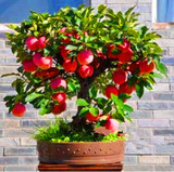 Trial product Bonsai Apple Tree Seeds 30 Pcs apple seeds (used wet sand sprouting )fruit bonsai garden in flower pots planters