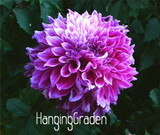 Flower seeds Type ordinally yukako dahlia bulbs seeds bonsai flowers - 100 pcs seeds 24 color mixed,Free shipping!,#84TJ8Q