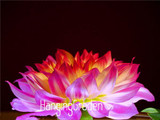Flower seeds Type ordinally yukako dahlia bulbs seeds bonsai flowers - 100 pcs seeds 24 color mixed,Free shipping!,#84TJ8Q