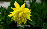 Flower seeds Type ordinally yukako dahlia bulbs seeds bonsai flowers - 100 pcs seeds 24 color mixed,Free shipping!,#84TJ8Q
