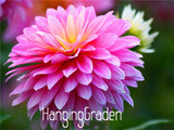 Flower seeds Type ordinally yukako dahlia bulbs seeds bonsai flowers - 100 pcs seeds 24 color mixed,Free shipping!,#84TJ8Q