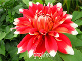 Flower seeds Type ordinally yukako dahlia bulbs seeds bonsai flowers - 100 pcs seeds 24 color mixed,Free shipping!,#84TJ8Q