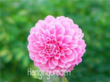 Flower seeds Type ordinally yukako dahlia bulbs seeds bonsai flowers - 100 pcs seeds 24 color mixed,Free shipping!,#84TJ8Q