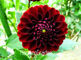 Flower seeds Type ordinally yukako dahlia bulbs seeds bonsai flowers - 100 pcs seeds 24 color mixed,Free shipping!,#84TJ8Q