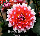 Flower seeds Type ordinally yukako dahlia bulbs seeds bonsai flowers - 100 pcs seeds 24 color mixed,Free shipping!,#84TJ8Q