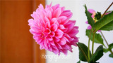 Flower seeds Type ordinally yukako dahlia bulbs seeds bonsai flowers - 100 pcs seeds 24 color mixed,Free shipping!,#84TJ8Q