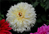 Flower seeds Type ordinally yukako dahlia bulbs seeds bonsai flowers - 100 pcs seeds 24 color mixed,Free shipping!,#84TJ8Q