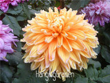 Flower seeds Type ordinally yukako dahlia bulbs seeds bonsai flowers - 100 pcs seeds 24 color mixed,Free shipping!,#84TJ8Q
